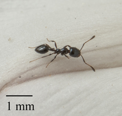 Monomorium