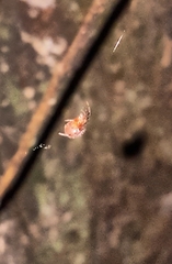 Araneidae