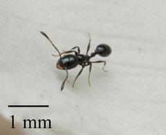 Monomorium