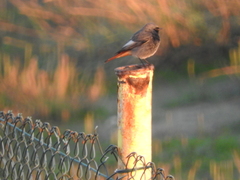 Phoenicurus ochruros