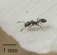 Monomorium