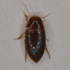 Copelatus debilis