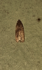 Gelechioidea