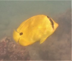 Chaetodon andamanensis