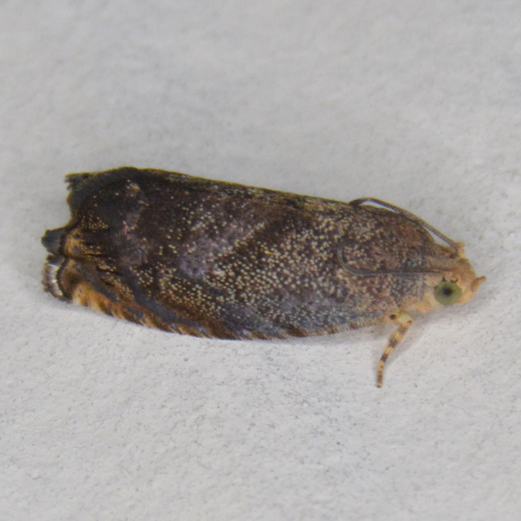 Hickory Shuckworm Moth