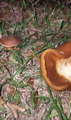 Boletaceae