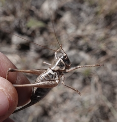 Pediodectes stevensonii
