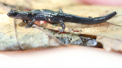 Plethodon metcalfi