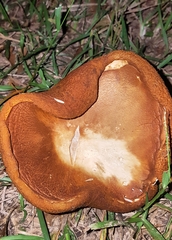 Boletaceae