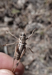 Pediodectes stevensonii