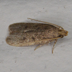 Glyphidocera juniperella