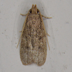 Glyphidocera juniperella
