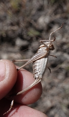 Pediodectes stevensonii