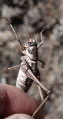 Pediodectes stevensonii