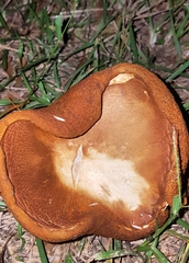 Boletaceae