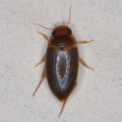 Copelatus debilis
