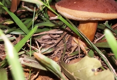 Boletaceae