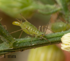 Uroleucon erigeronense