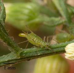 Uroleucon erigeronense