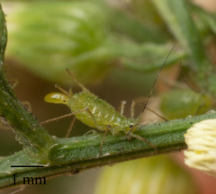 Uroleucon erigeronense