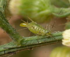Uroleucon erigeronense