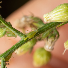 Uroleucon erigeronense