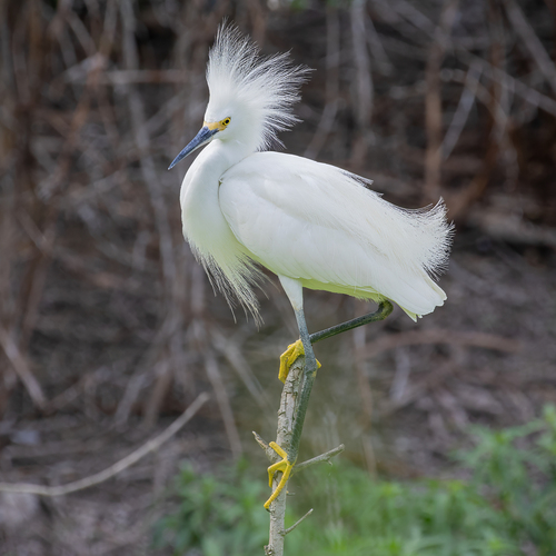Snowy Egret photographed in South Carolina