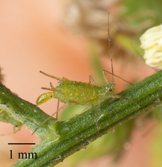 Uroleucon erigeronense