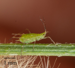 Uroleucon erigeronense