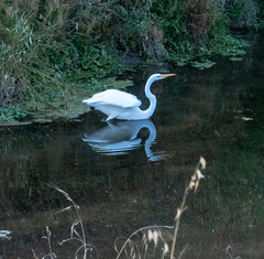 Ardea alba