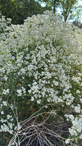broadleaved pepperweed