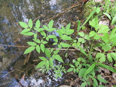 Cicuta maculata maculata