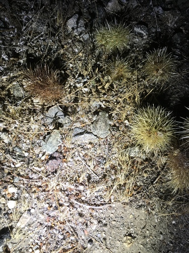 iNaturalist observation photo of Red-spotted Toad