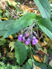 Symphytum officinale