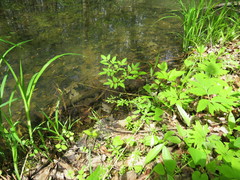 Cicuta maculata maculata