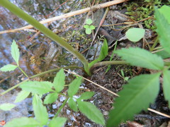 Cicuta maculata maculata