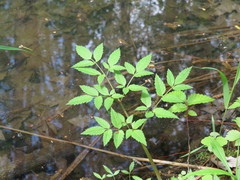 Cicuta maculata maculata