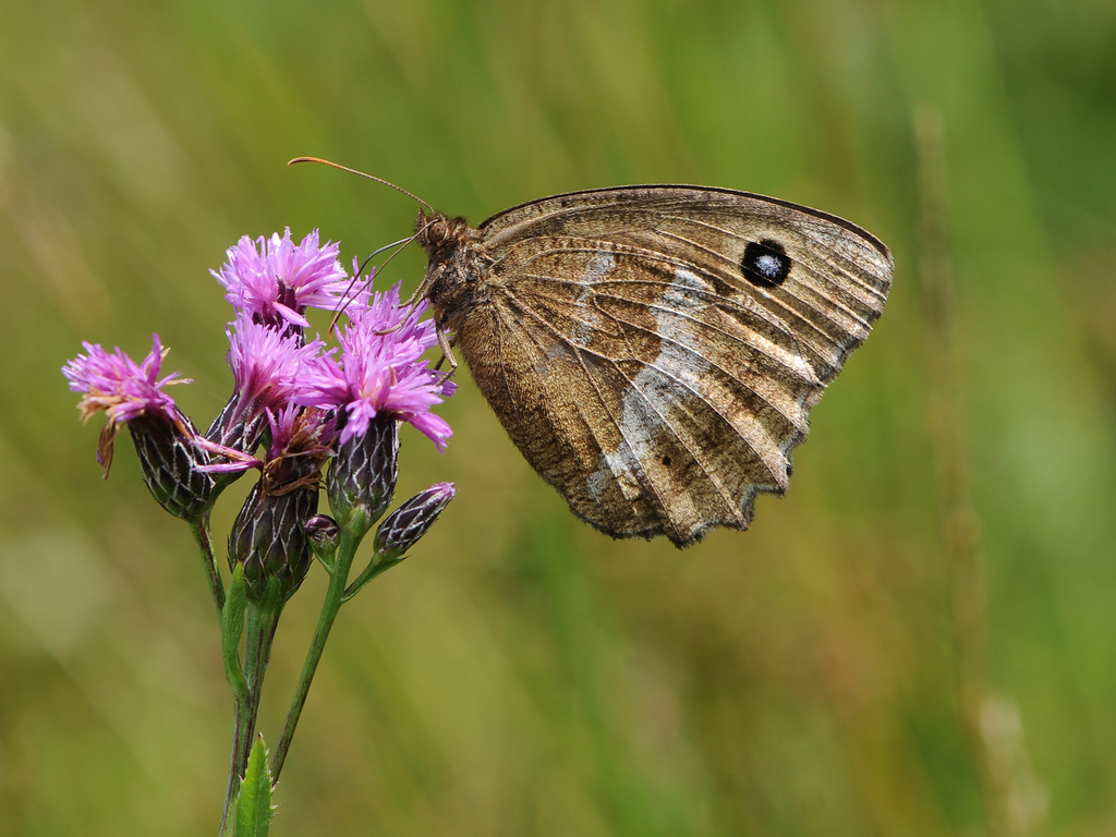 Satyrus dryas