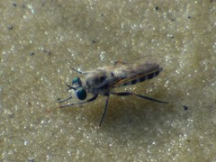 Laphystia