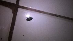 Insecta