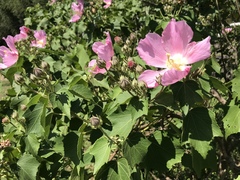 Hibiscus mutabilis