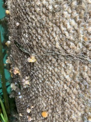 Molgula manhattensis