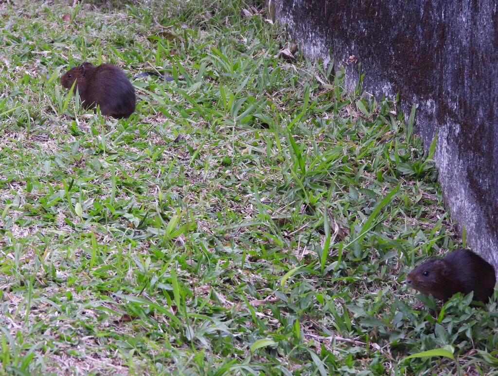 Shiny Guinea Pig