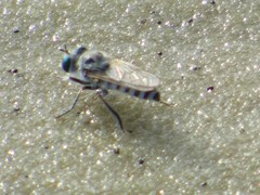 Laphystia