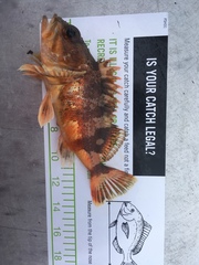 Helicolenus percoides