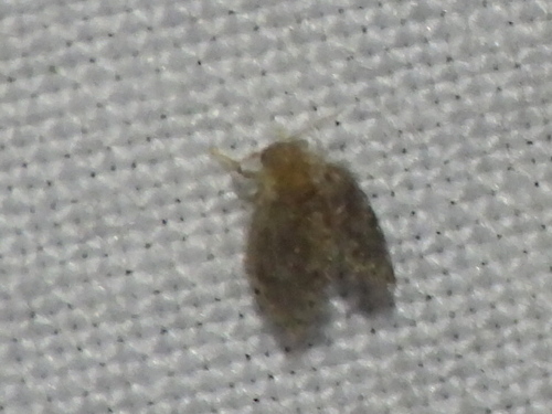 Moth fly photo 5