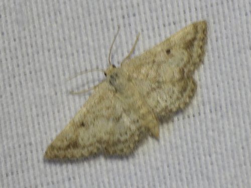 Drab Brown Wave photo 6