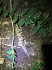 Hemidactylus craspedotus