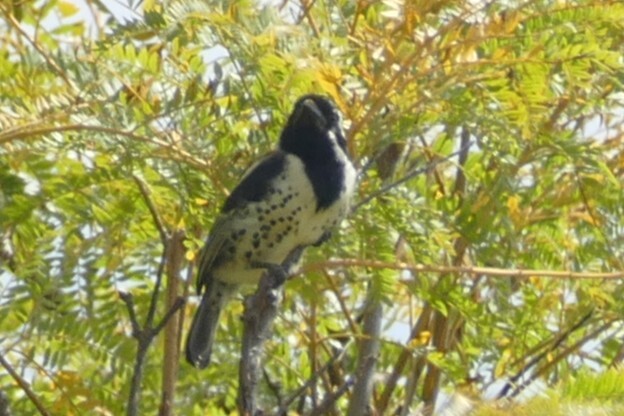 Spot-flanked Barbet (Tricholaema lacrymosa), photo 1