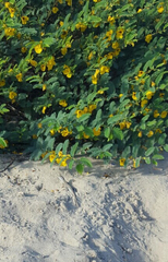 Holbrookia propinqua